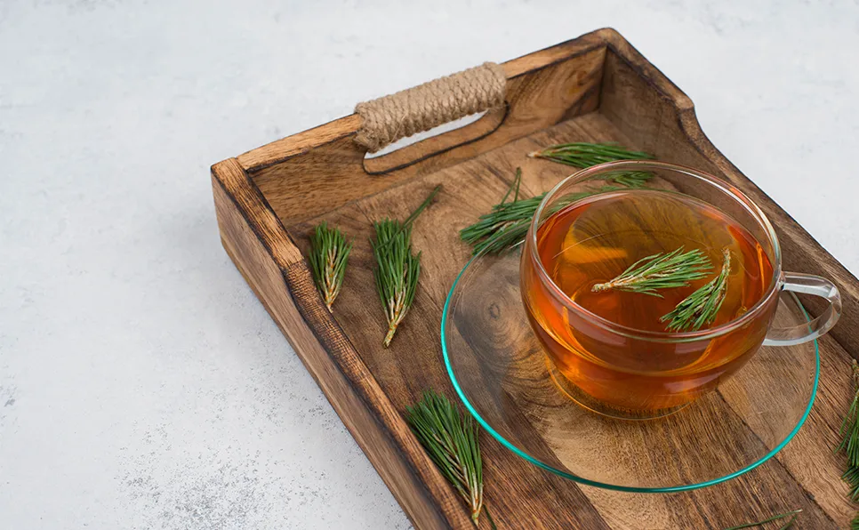 Health Benefits of Pine Needle Tea